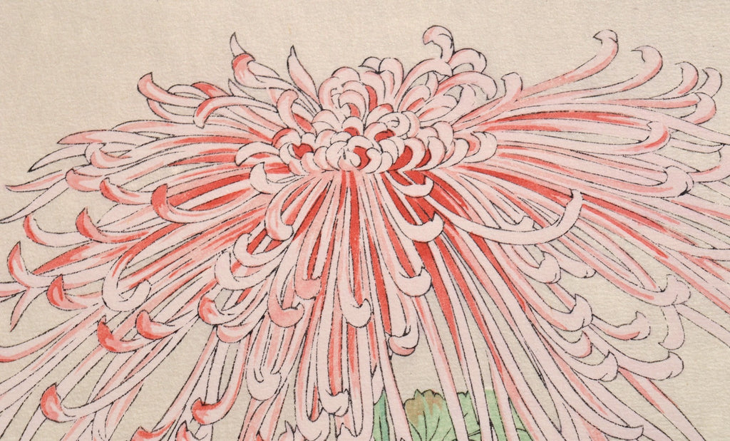 Kiku  (Chrysanthemum) - SAKURA FINE ART