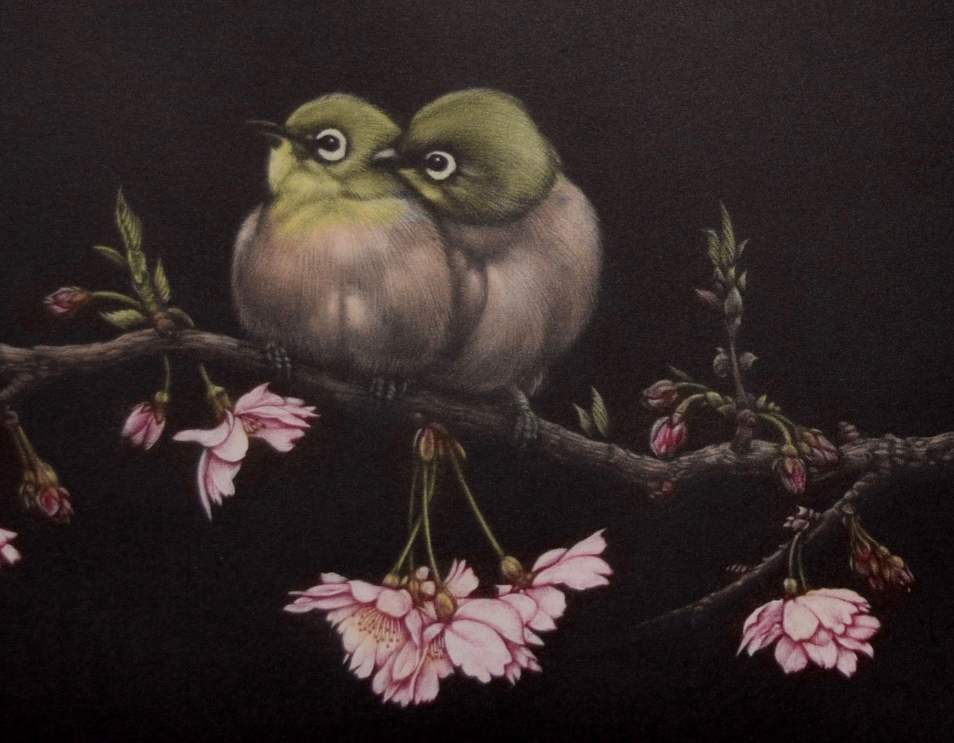 Sakura to Mejito (Japanese - White Eye and Cherry Blossoms) - SAKURA FINE ART