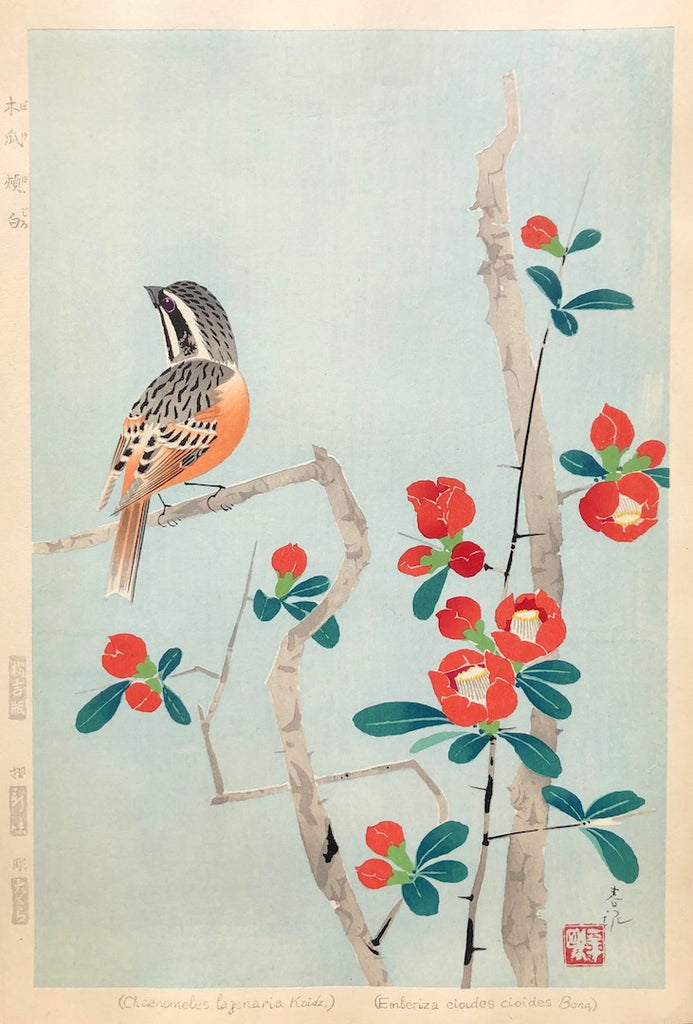 - Boke Hojiro  (Japanese Bunting and Flowering Quince ) -