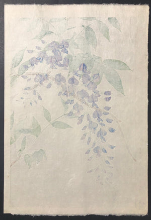 - Fuji  (Wisteria)  - First edition -