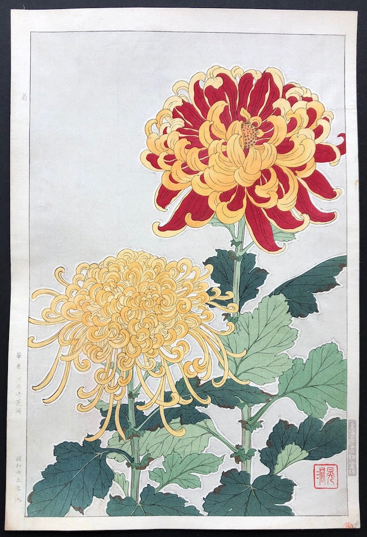 Kiku (Chrysanthemum) - First edition - Shodo Kawarazaki - SAKURA