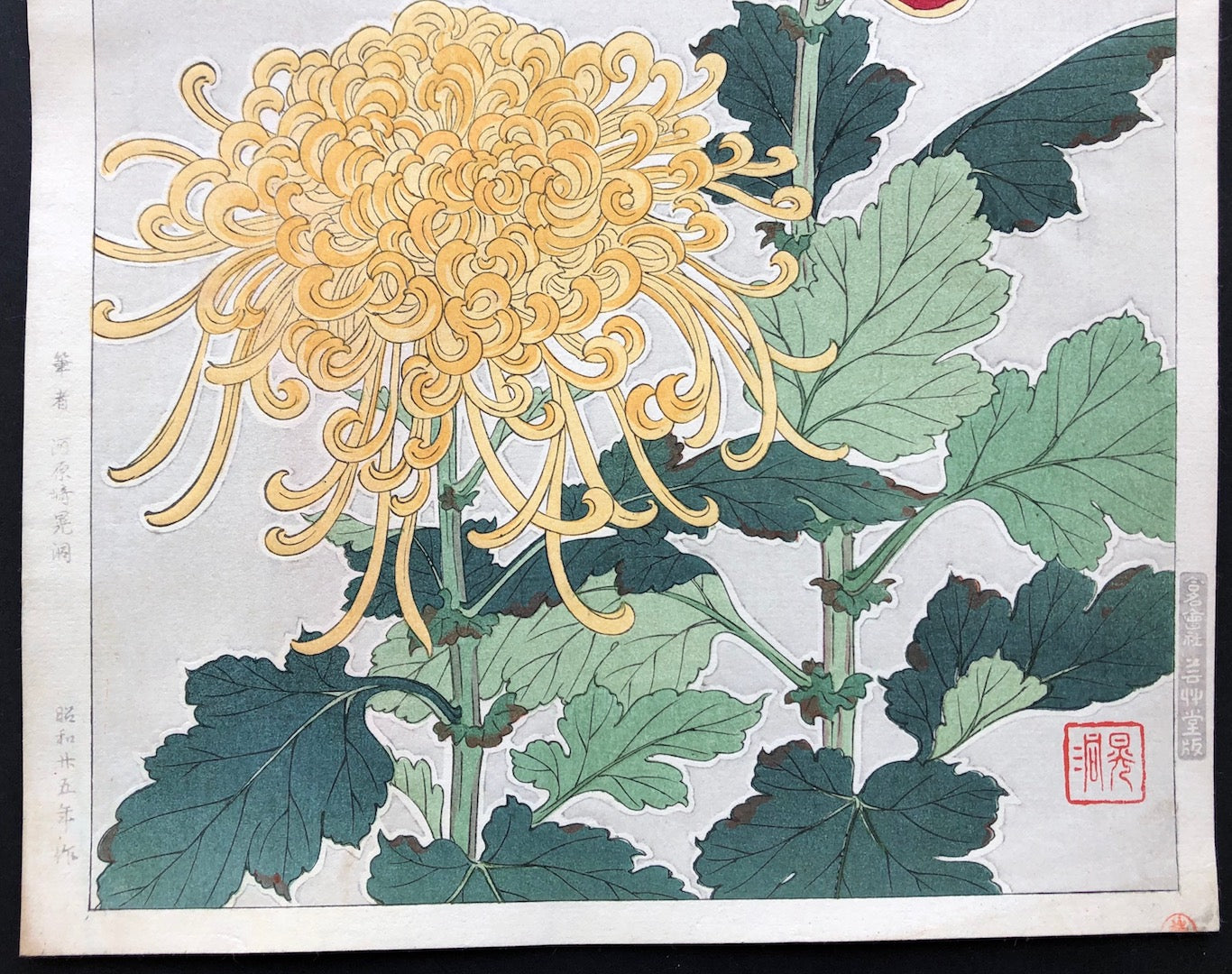 - Kiku (Chrysanthemum) - First edition -