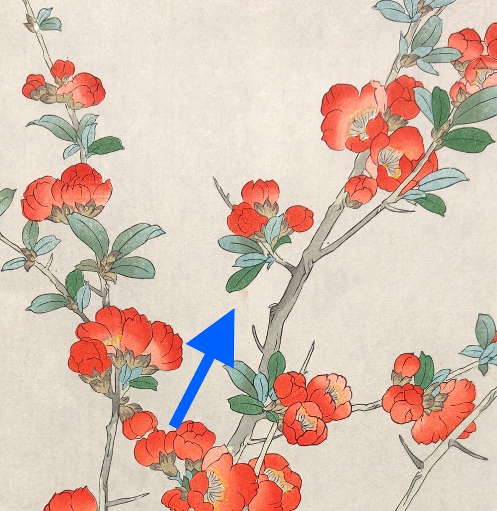 - Boke (Japanese Quince) -