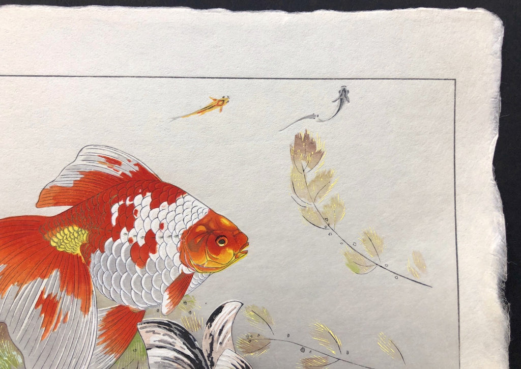 - Kingyo ni Medaka (Goldfish & Japanese Medaka Fish) -