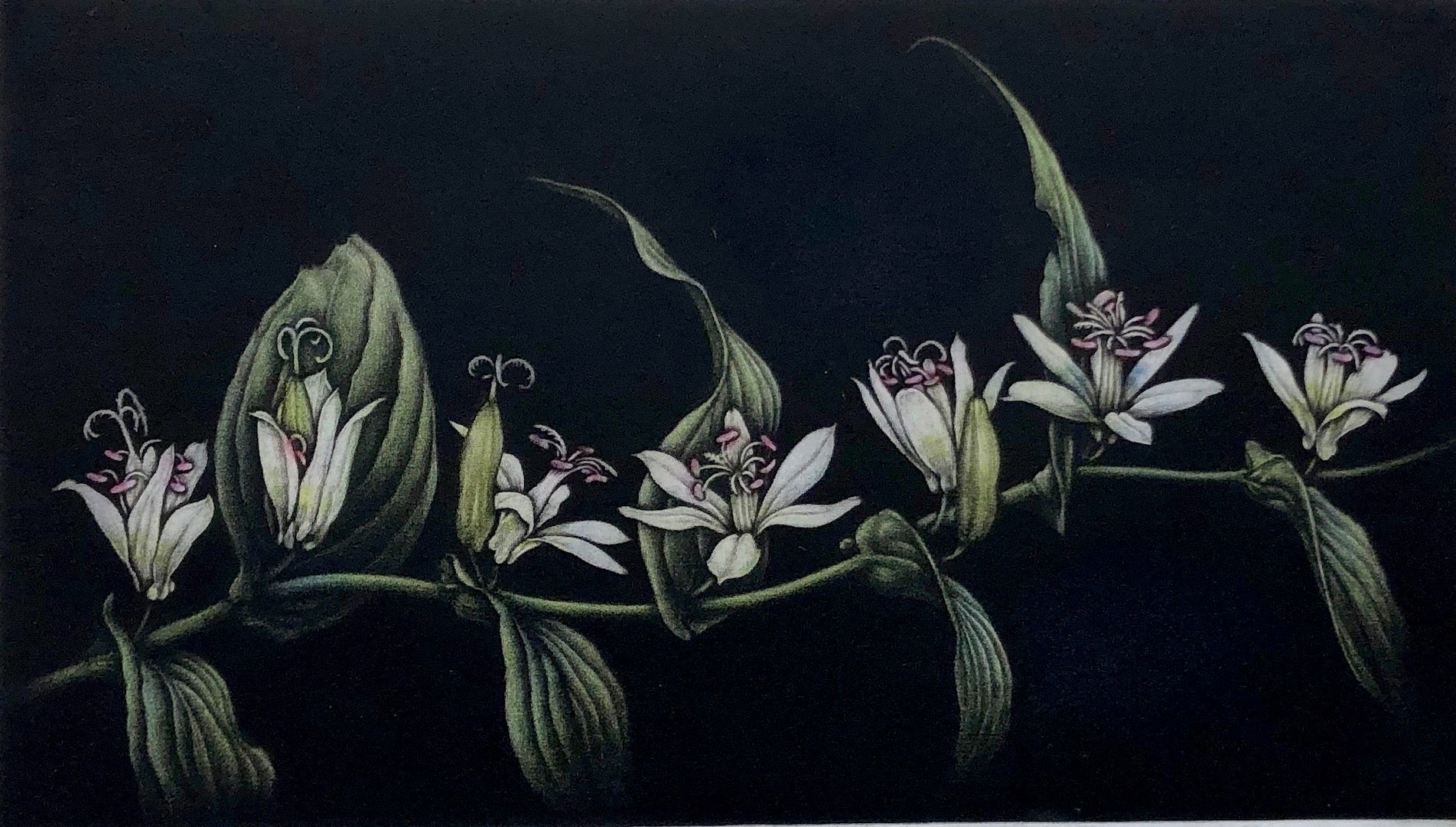 Shiro Hototogisu (White Toad Lily)