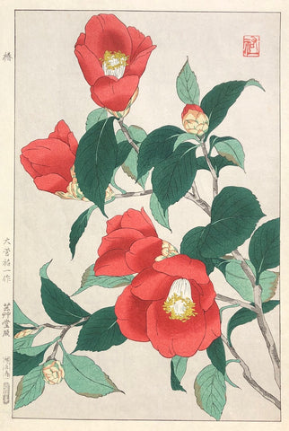 - Tsubaki (Camellia) -