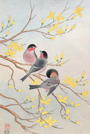 - Uso (Bullfinch and Golden-ball tree) -