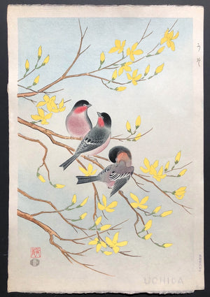 - Uso (Bullfinch and Golden-ball tree) -