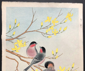 - Uso (Bullfinch and Golden-ball tree) -