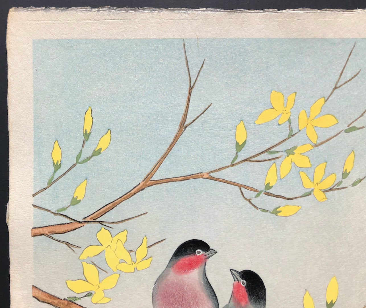 - Uso (Bullfinch and Golden-ball tree) -