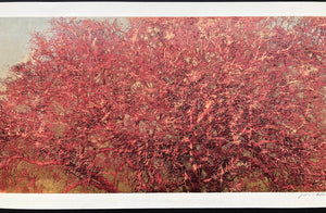 - Thick Branches (red), 1978 -