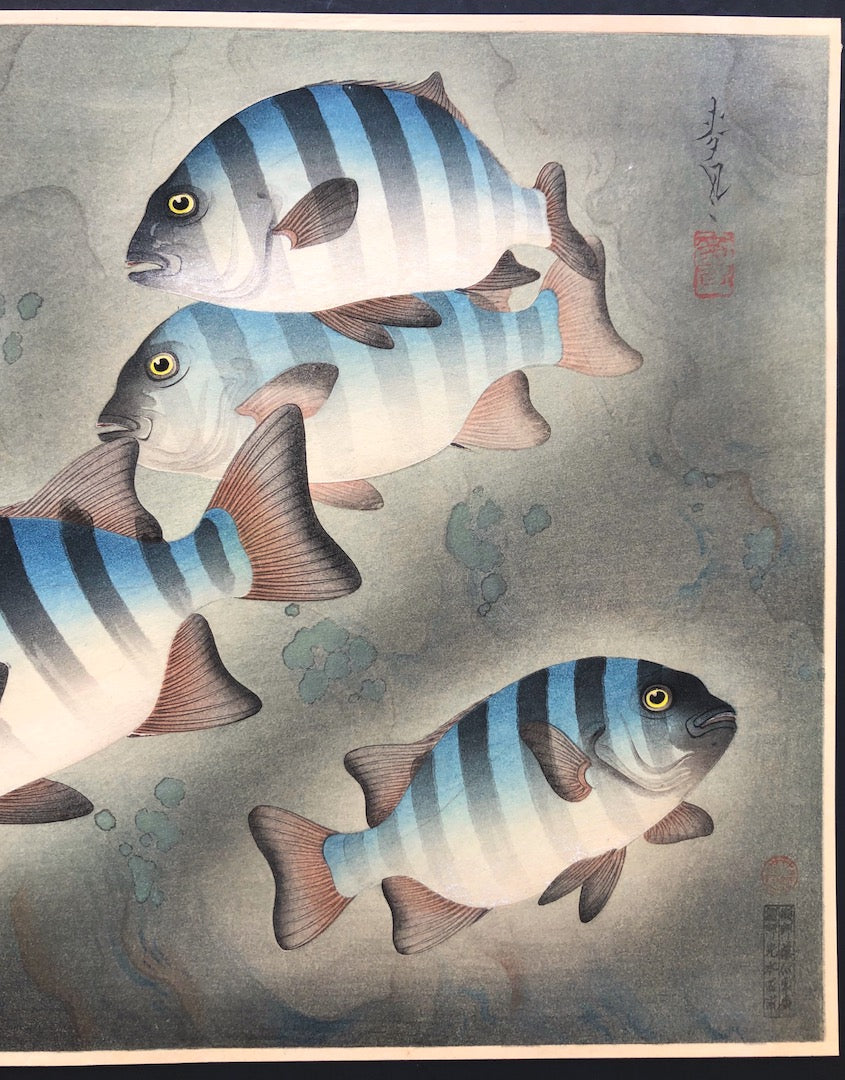 - Ishidai (Rock Sea Bream) From Art Portfolio OF Familiar Fishes OF Nippon -