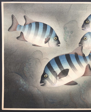 - Ishidai (Rock Sea Bream) From Art Portfolio OF Familiar Fishes OF Nippon -