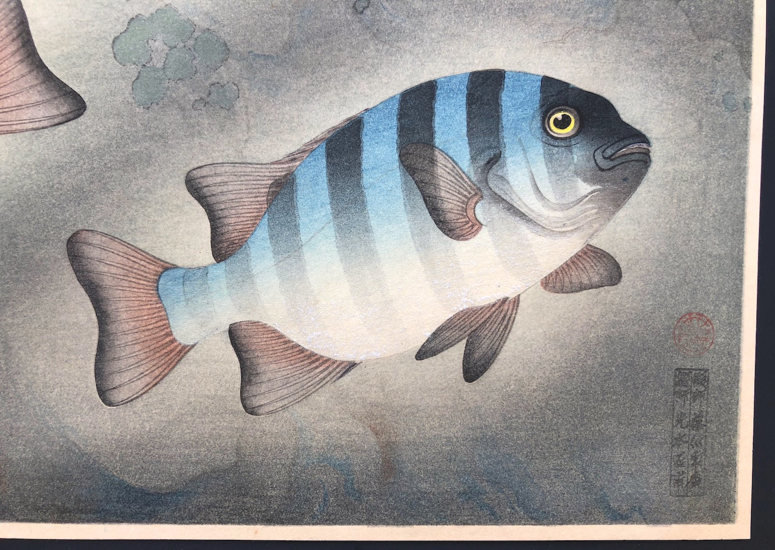 - Ishidai (Rock Sea Bream) From Art Portfolio OF Familiar Fishes OF Nippon -