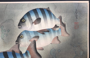 - Ishidai (Rock Sea Bream) From Art Portfolio OF Familiar Fishes OF Nippon -