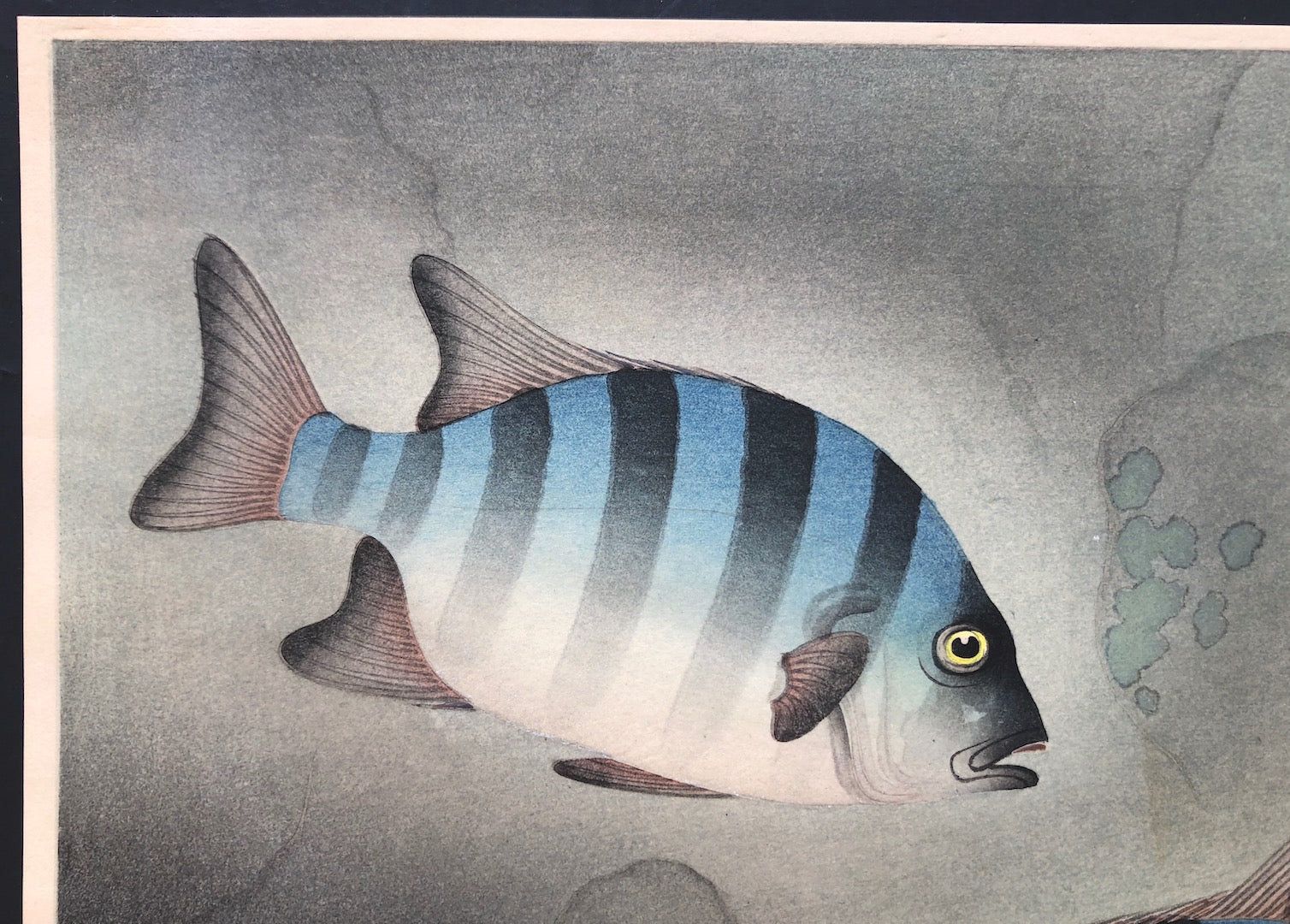 - Ishidai (Rock Sea Bream) From Art Portfolio OF Familiar Fishes OF Nippon -