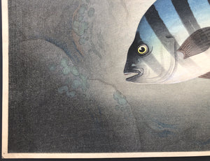 - Ishidai (Rock Sea Bream) From Art Portfolio OF Familiar Fishes OF Nippon -