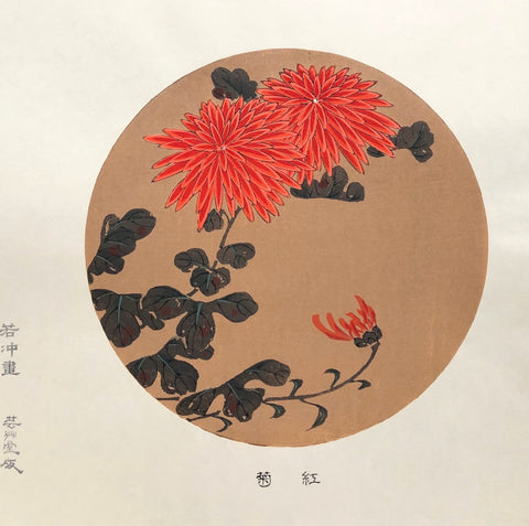 - Beni Giku (Red Chrysanthemum) -
