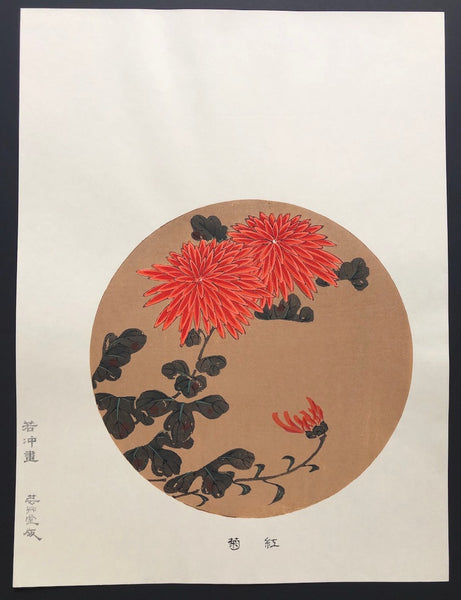 - Beni Giku (Red Chrysanthemum) -