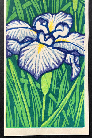 - Shobu (Irises from Flowers of All Seasons) -