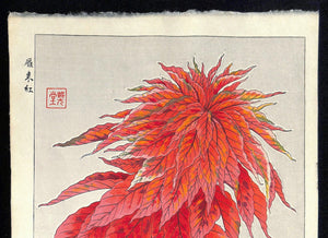 - Hageitou (Amaranthus tricolor)  - First edition -