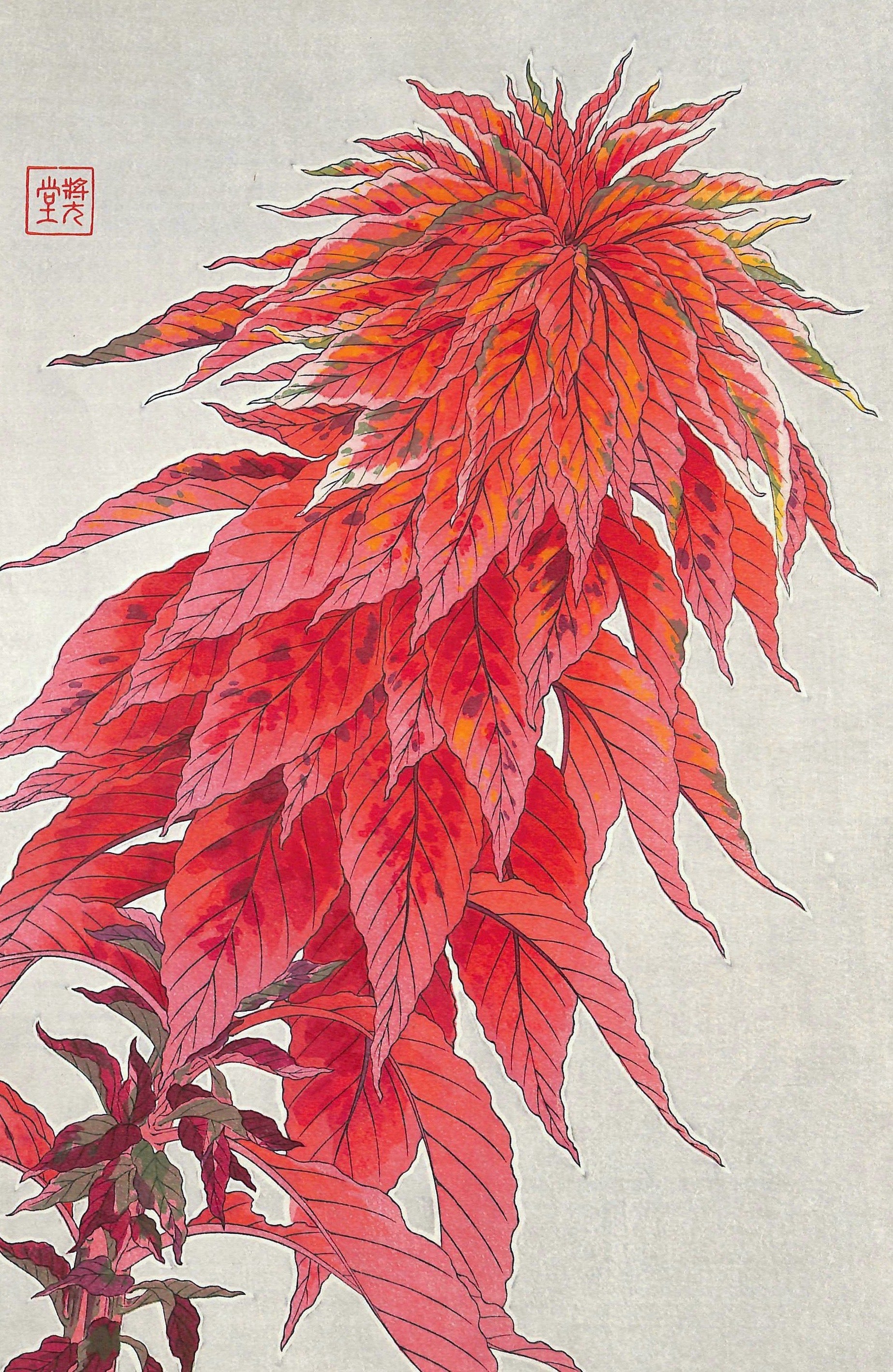 - Hageitou (Amaranthus tricolor)  - First edition -