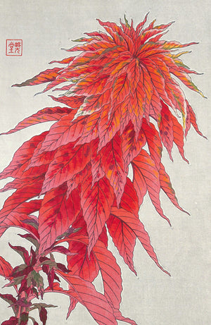 - Hageitou (Amaranthus tricolor)  - First edition -