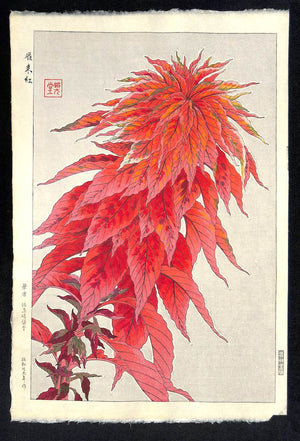 - Hageitou (Amaranthus tricolor)  - First edition -