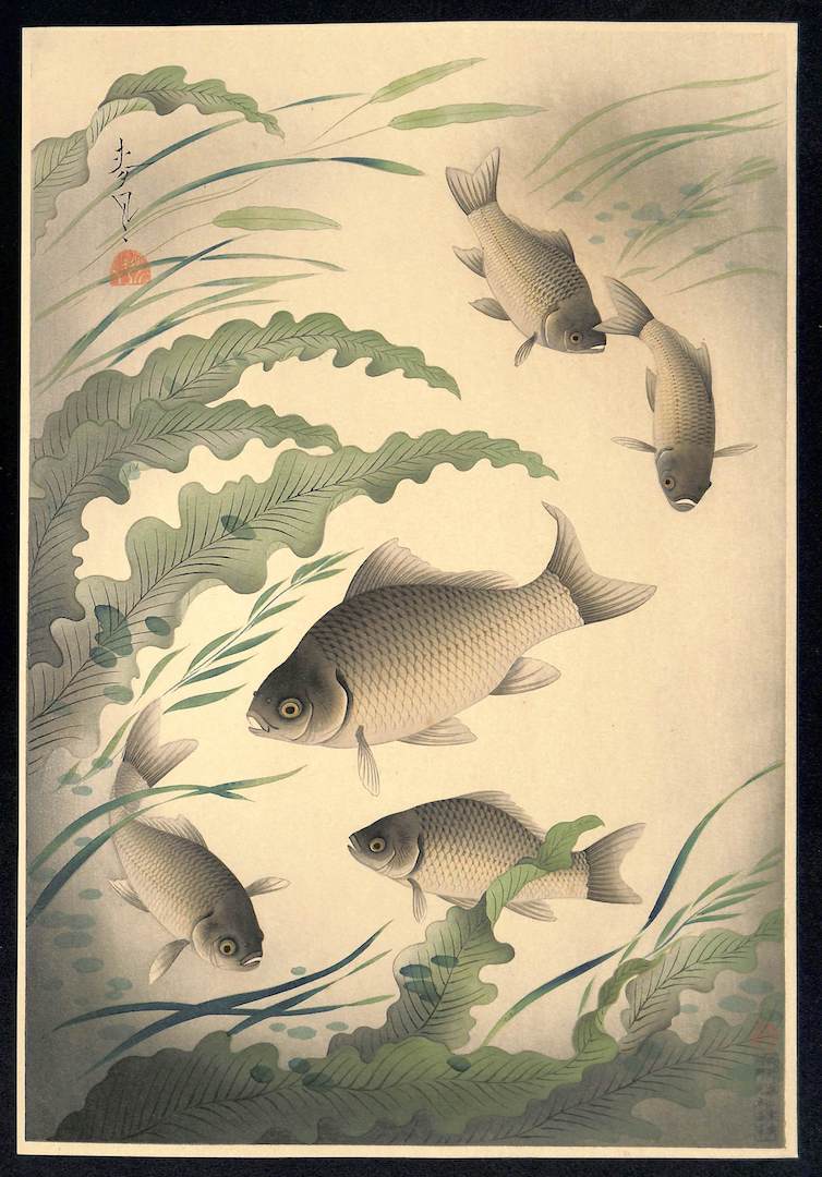  - Funa (Grucian) From Art Portfolio OF Familiar Fishes OF Nippon - Bakufu Ohno - SAKURA FINE ART