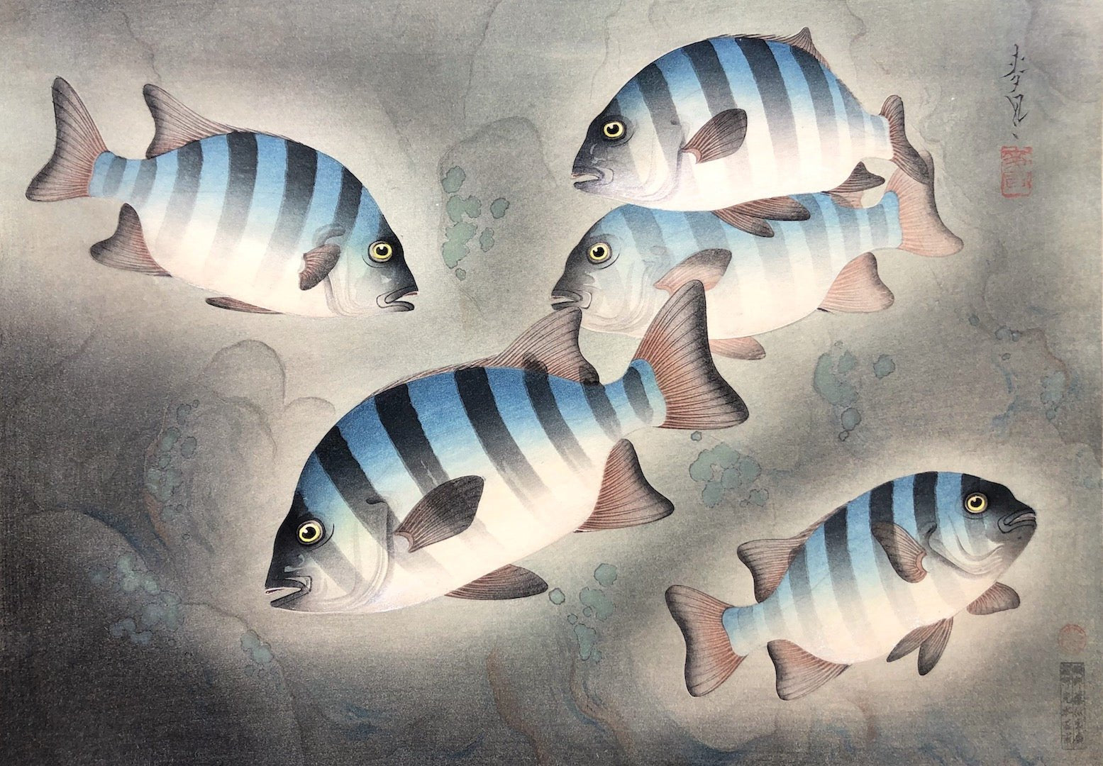  - Ishidai (Rock Sea Bream) From Art Portfolio OF Familiar Fishes OF Nippon - Bakufu Ohno - SAKURA FINE ART