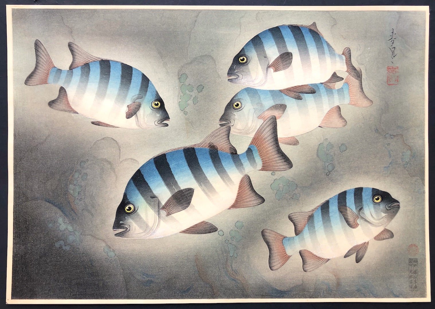  - Ishidai (Rock Sea Bream) From Art Portfolio OF Familiar Fishes OF Nippon - Bakufu Ohno - SAKURA FINE ART