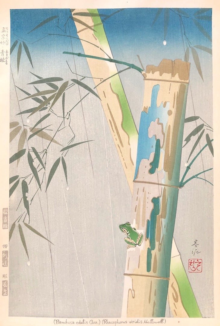 - Mosodake, Aogaeru  (Moso Bamboo and a Frog ) -