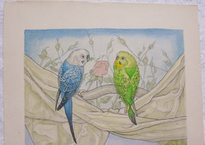 Budgerigar - SAKURA FINE ART